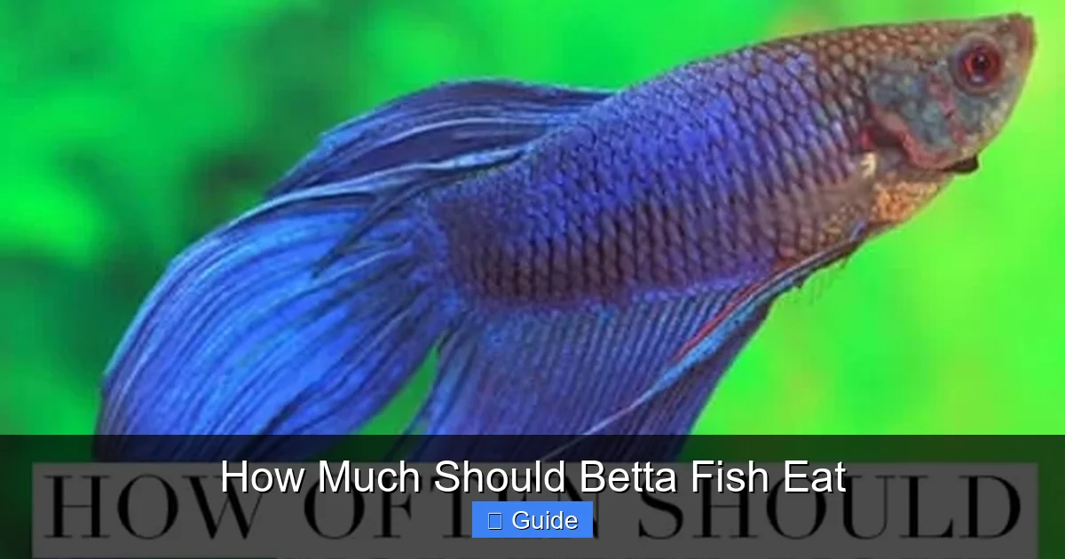 How Much Should Betta Fish Eat