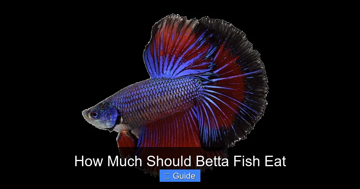 How Much Should Betta Fish Eat