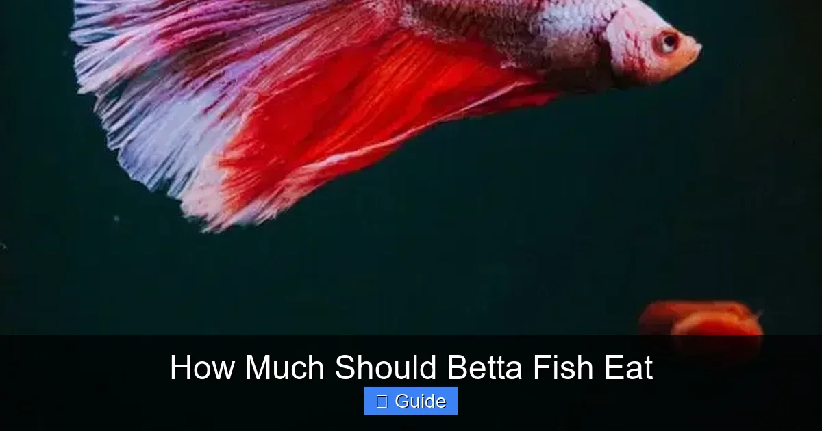 How Much Should Betta Fish Eat