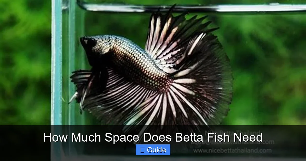 How Much Space Does Betta Fish Need