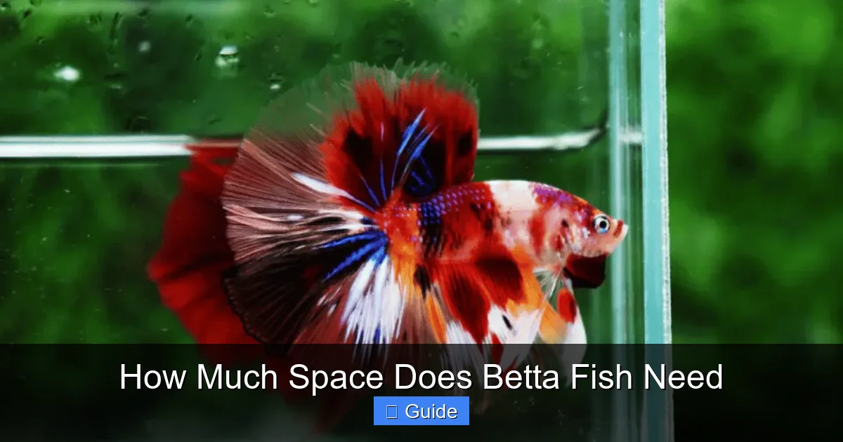 How Much Space Does Betta Fish Need