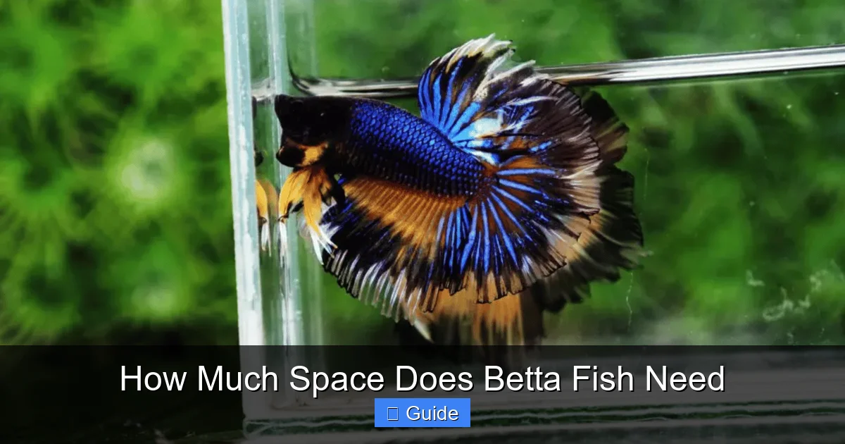 How Much Space Does Betta Fish Need