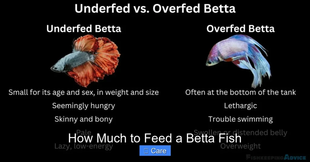 How Much to Feed a Betta Fish