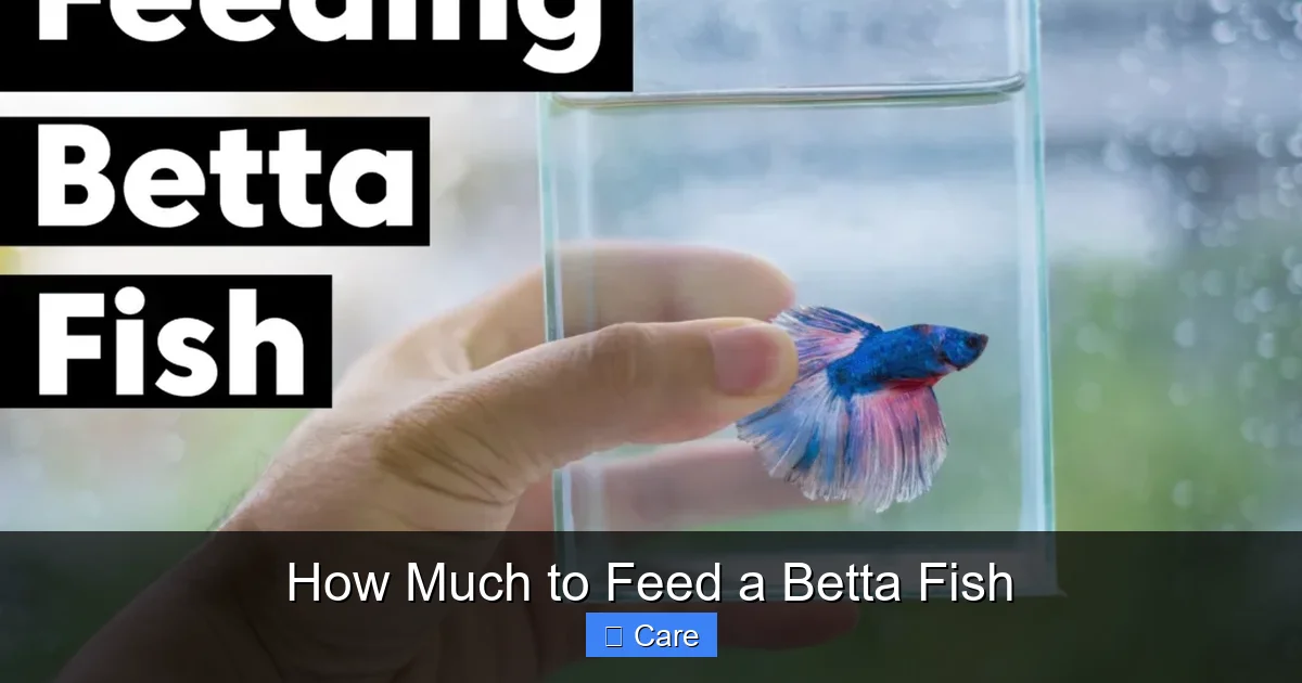 How Much to Feed a Betta Fish