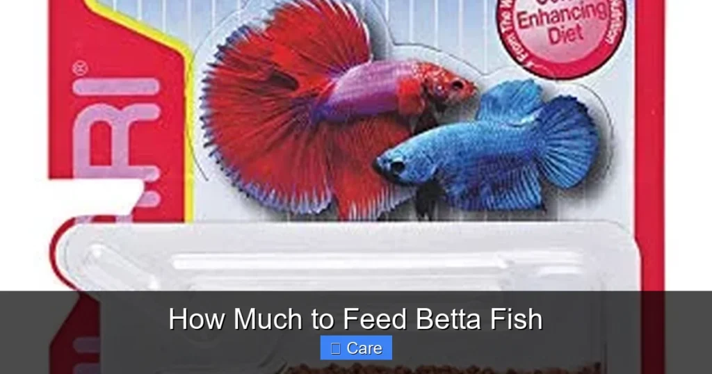 How Much to Feed Betta Fish