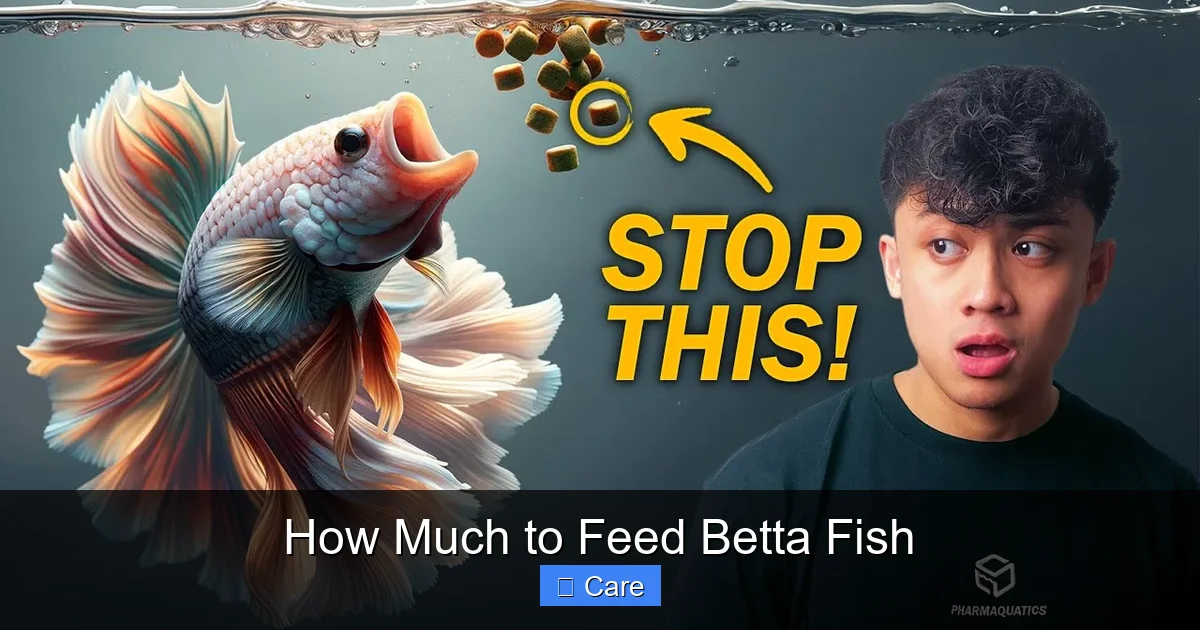 How Much to Feed Betta Fish