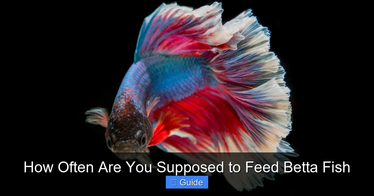 How Often Are You Supposed to Feed Betta Fish