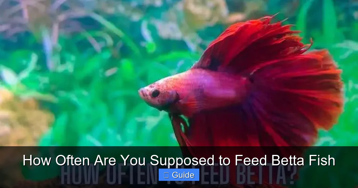 How Often Are You Supposed to Feed Betta Fish