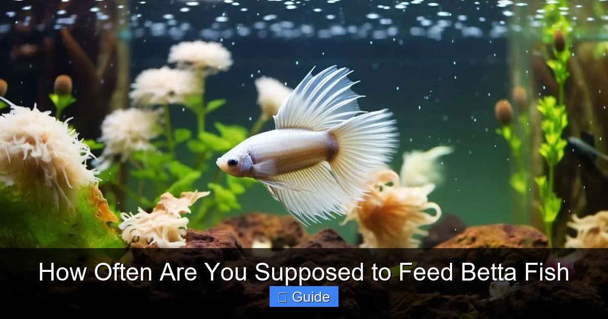 How Often Are You Supposed to Feed Betta Fish