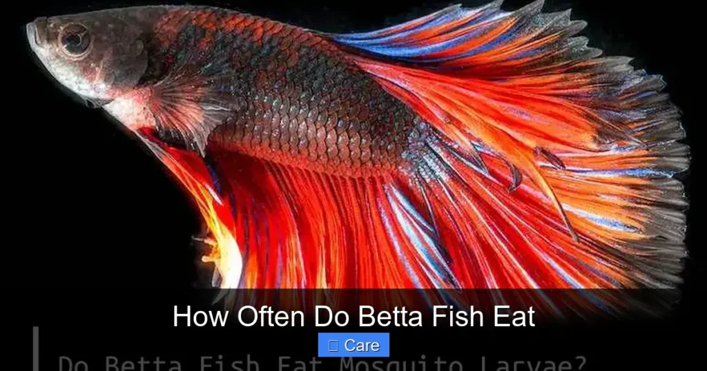 How Often Do Betta Fish Eat