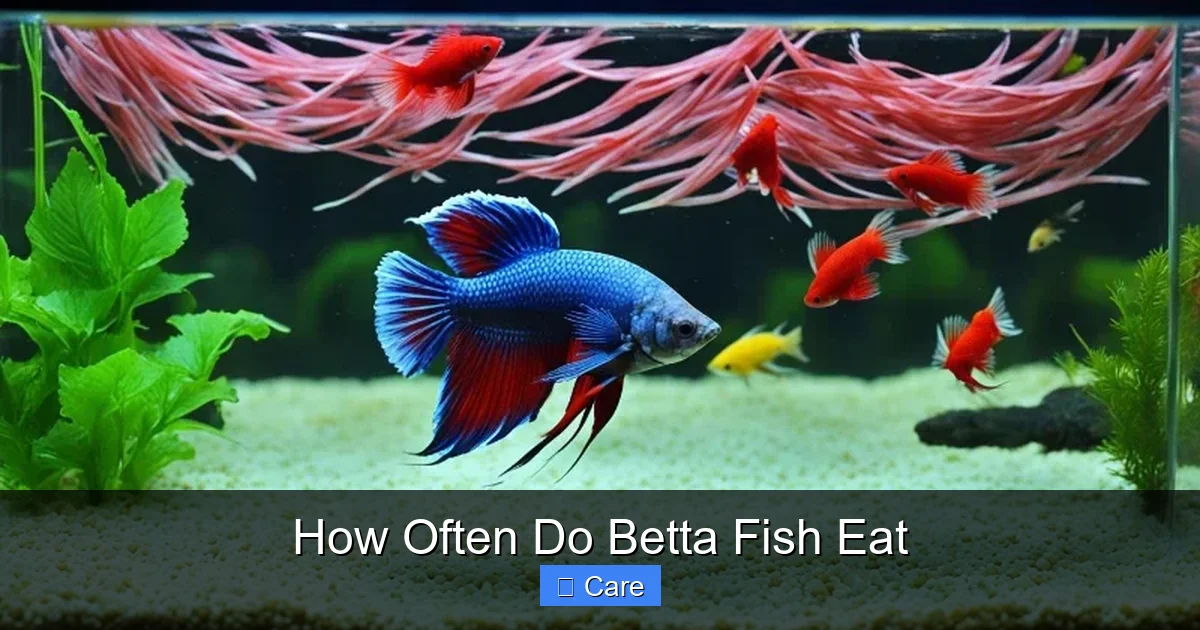 How Often Do Betta Fish Eat