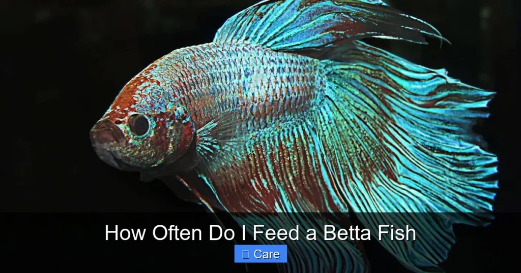 How Often Do I Feed a Betta Fish