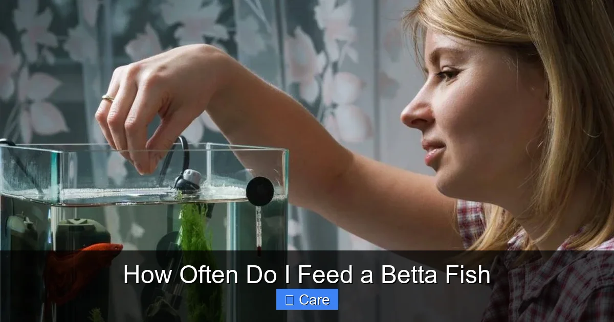 How Often Do I Feed a Betta Fish