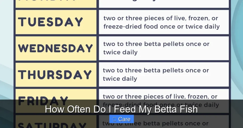 How Often Do I Feed My Betta Fish