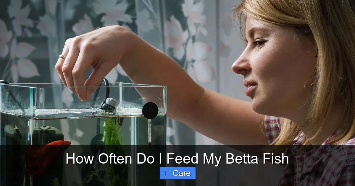 How Often Do I Feed My Betta Fish