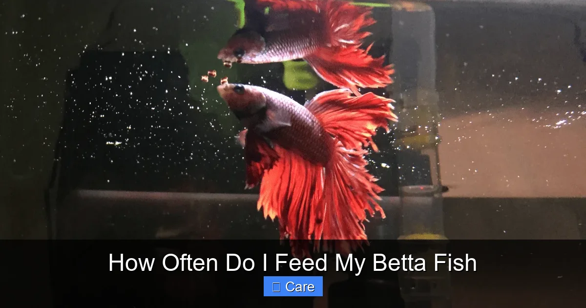 How Often Do I Feed My Betta Fish