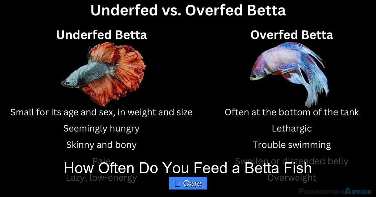 How Often Do You Feed a Betta Fish