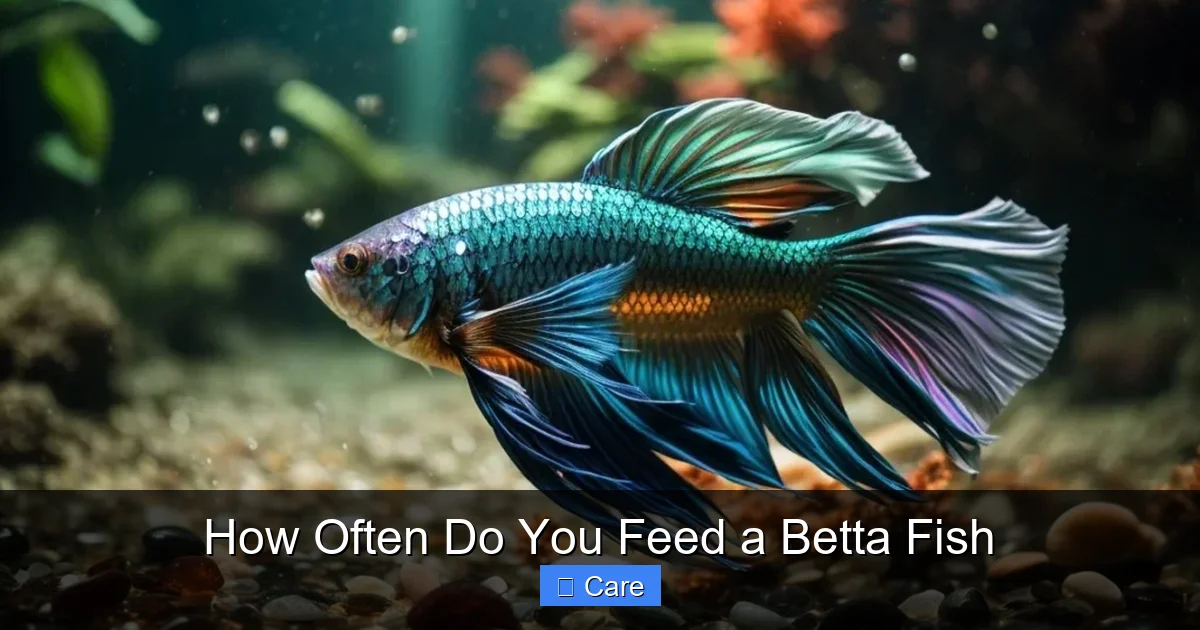 How Often Do You Feed a Betta Fish