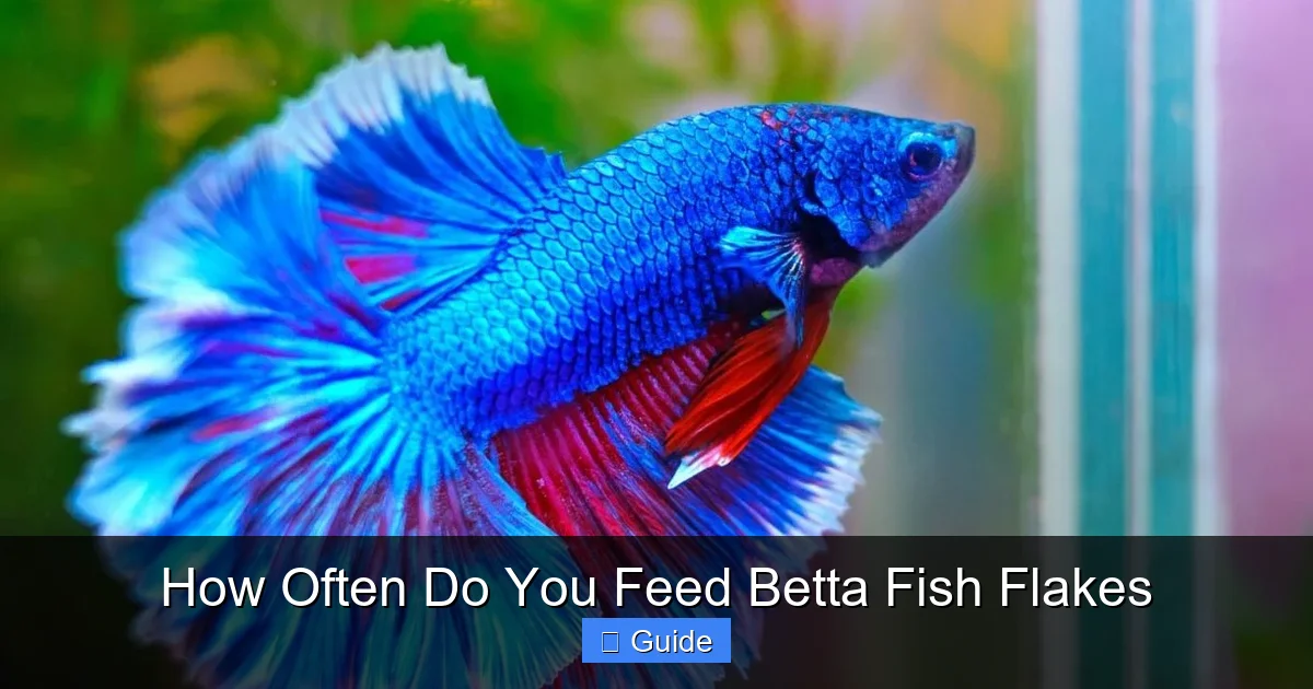 How Often Do You Feed Betta Fish Flakes