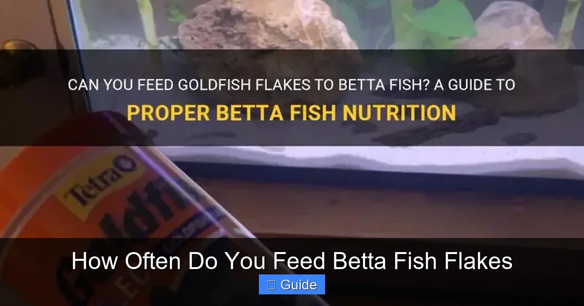 How Often Do You Feed Betta Fish Flakes