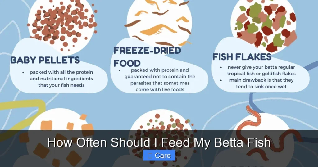 How Often Should I Feed My Betta Fish