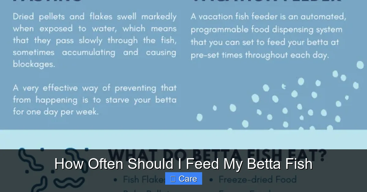 How Often Should I Feed My Betta Fish