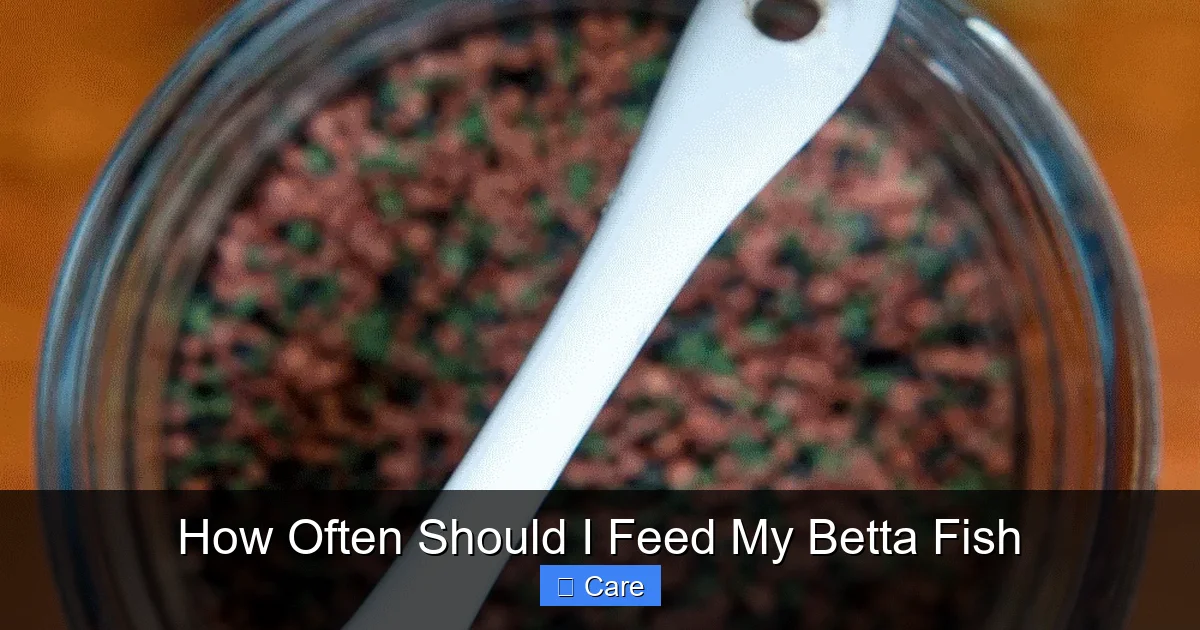 How Often Should I Feed My Betta Fish