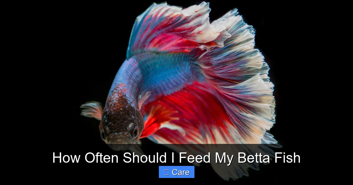 How Often Should I Feed My Betta Fish