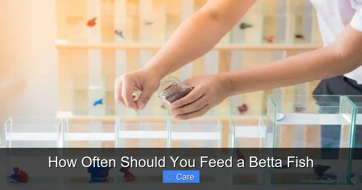 How Often Should You Feed a Betta Fish