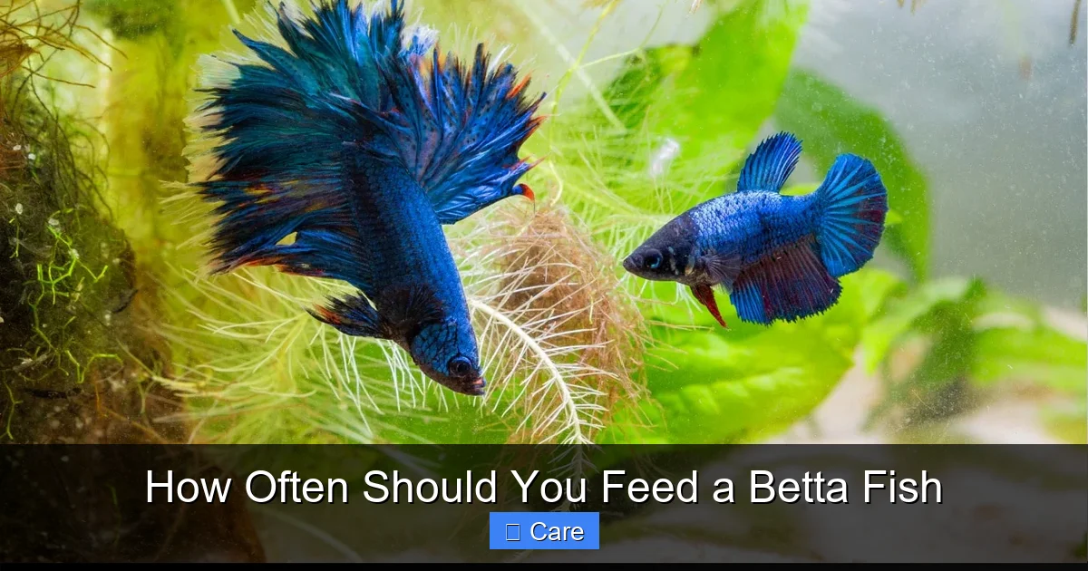 How Often Should You Feed a Betta Fish