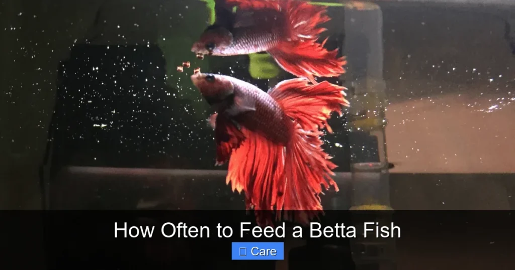 How Often to Feed a Betta Fish
