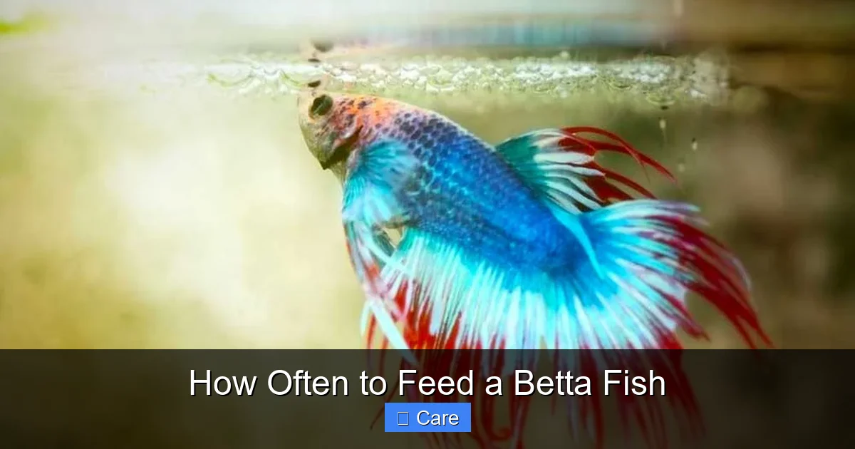 How Often to Feed a Betta Fish