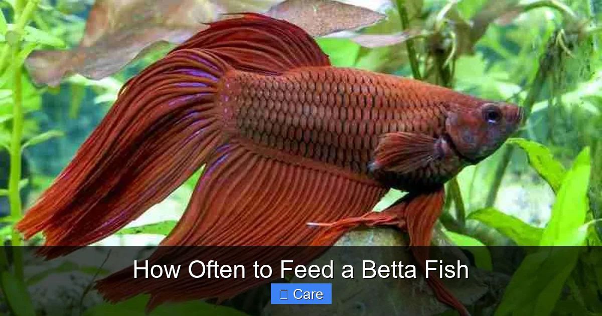 How Often to Feed a Betta Fish