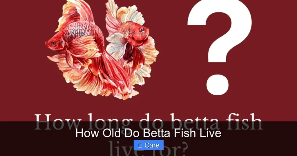 How Old Do Betta Fish Live