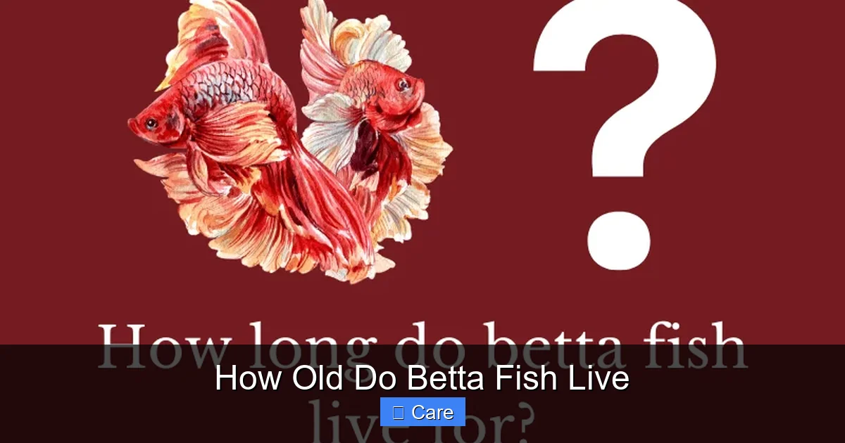 How Old Do Betta Fish Live