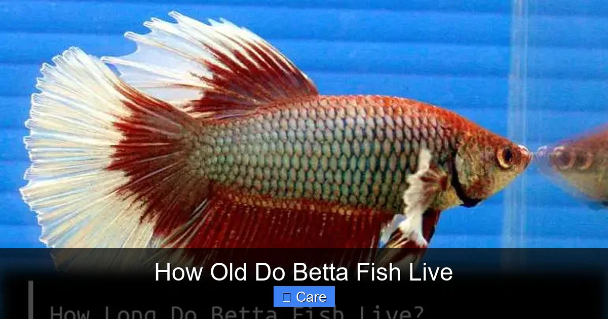 How Old Do Betta Fish Live