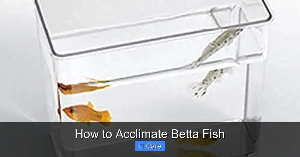 How to Acclimate Betta Fish