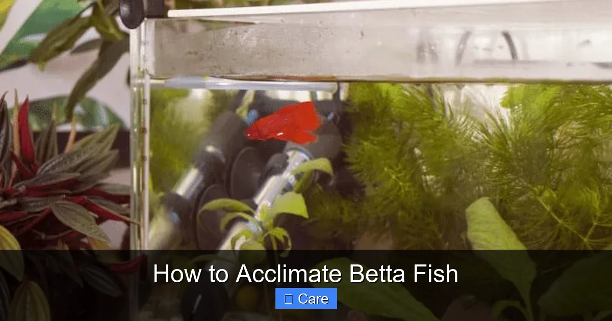 How to Acclimate Betta Fish