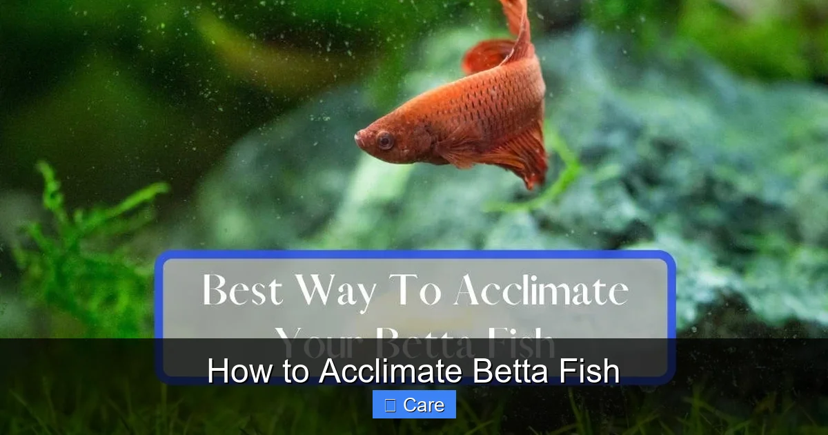 How to Acclimate Betta Fish