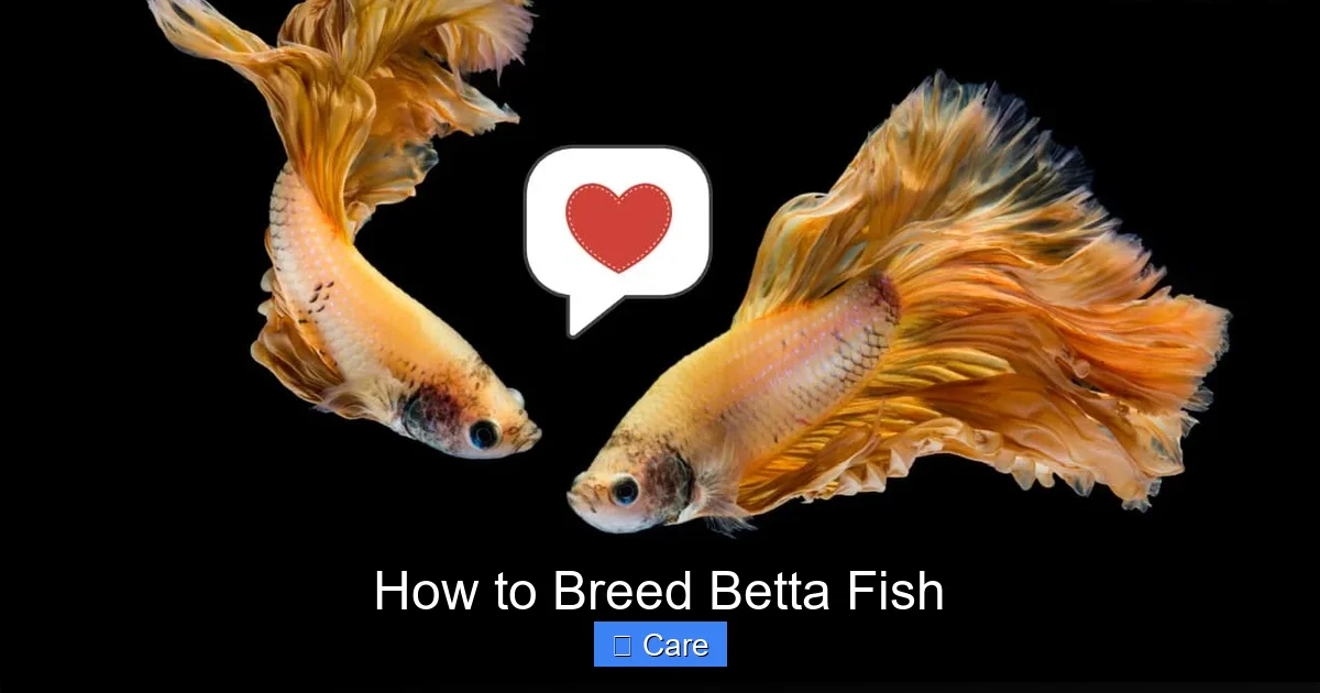 How to Breed Betta Fish
