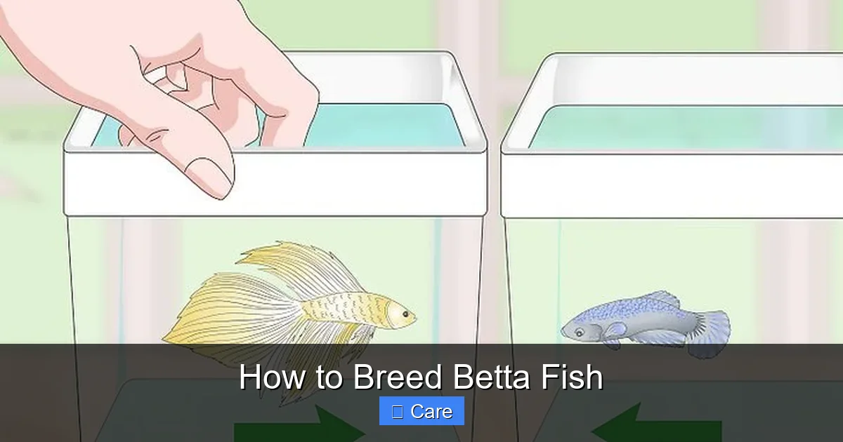 How to Breed Betta Fish
