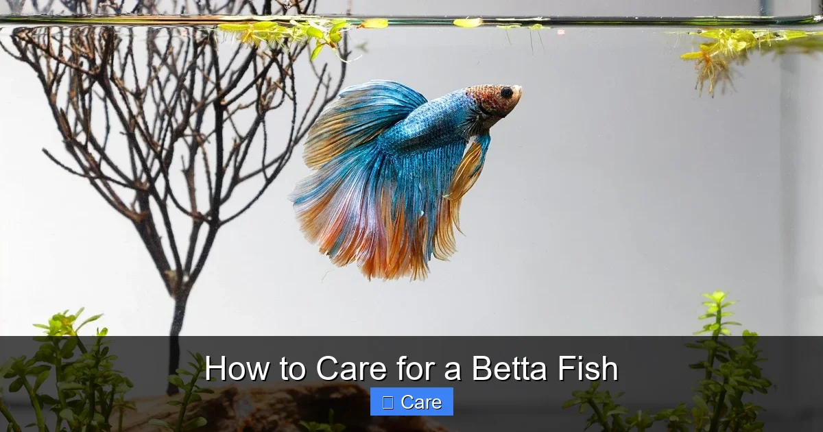 How to Care for a Betta Fish