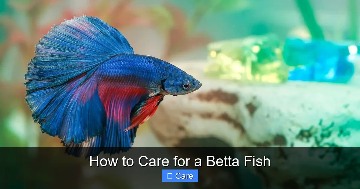 How to Care for a Betta Fish