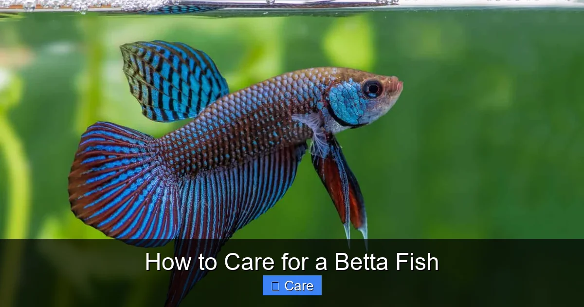 How to Care for a Betta Fish
