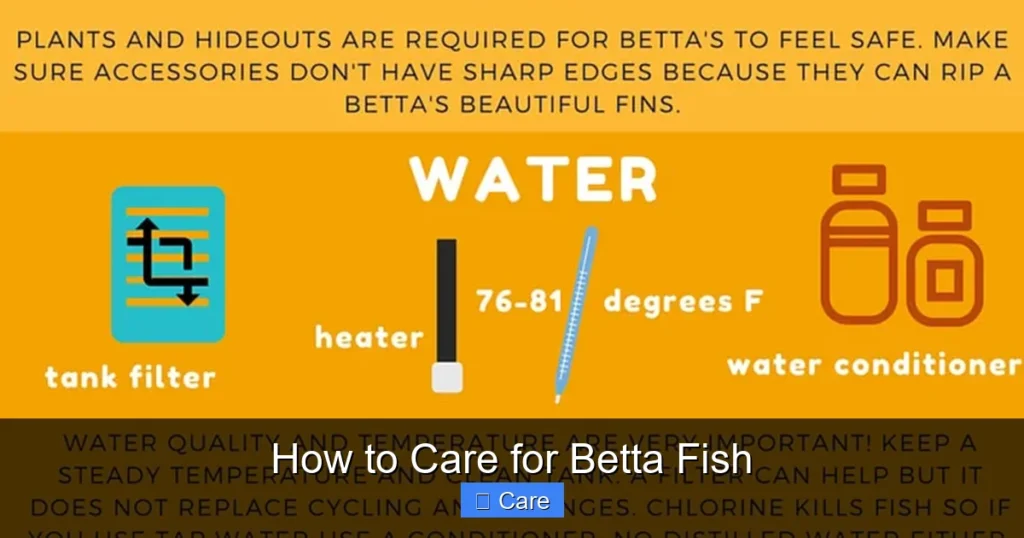 How to Care for Betta Fish