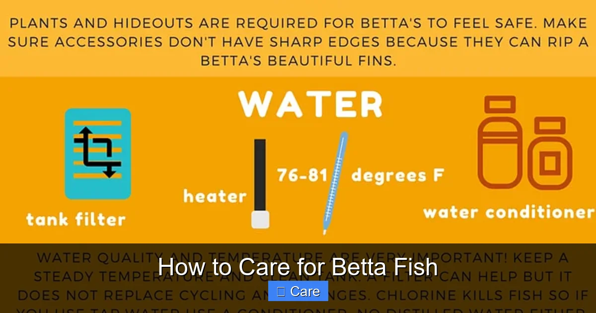 How to Care for Betta Fish