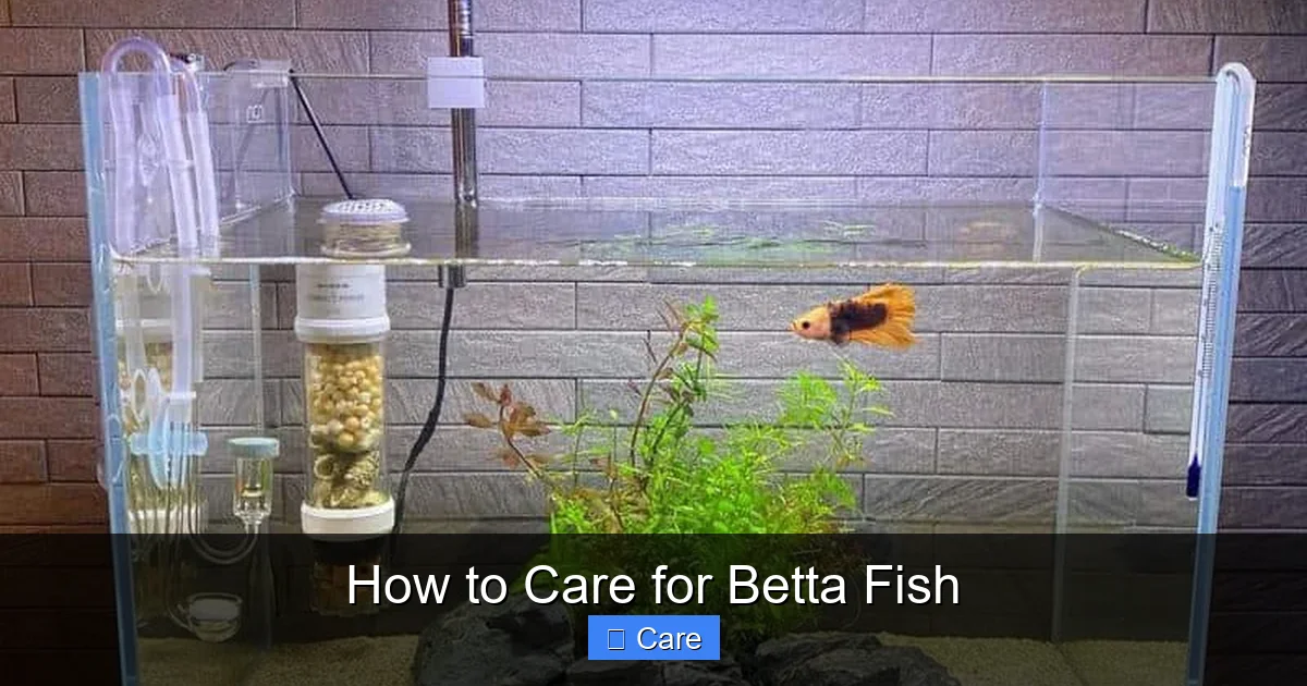 How to Care for Betta Fish