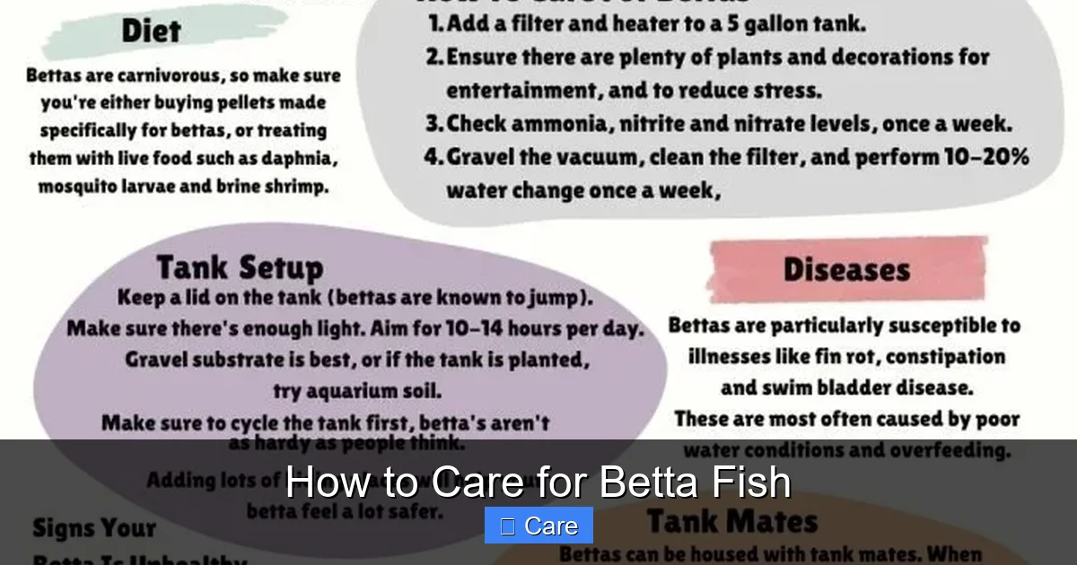 How to Care for Betta Fish