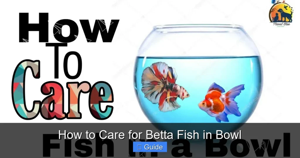 How to Care for Betta Fish in Bowl