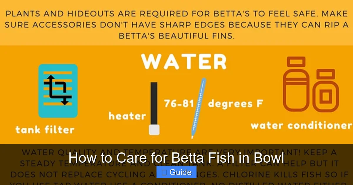 How to Care for Betta Fish in Bowl
